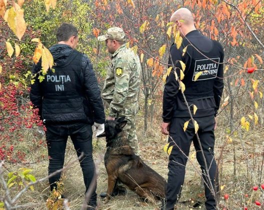 Captură de marijuana de circa 3.000.000 de lei lângă Mileștii Mici, depistate cu ajutorul unui câine de serviciu