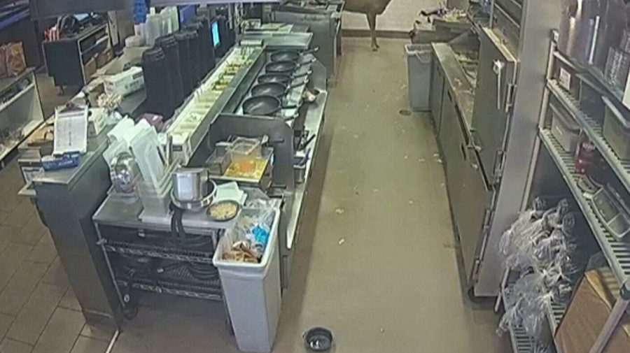 VIDEO șoc! Momentul în care un cerb intră într-un restaurant și sperie clienții