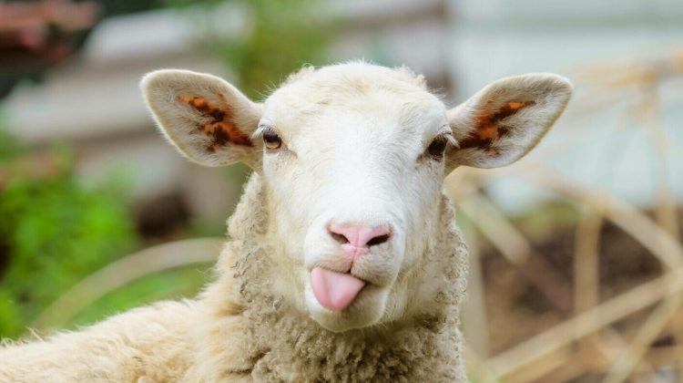 Ţara în care fermierii oferă oile gratuit. Nu este Moldova!