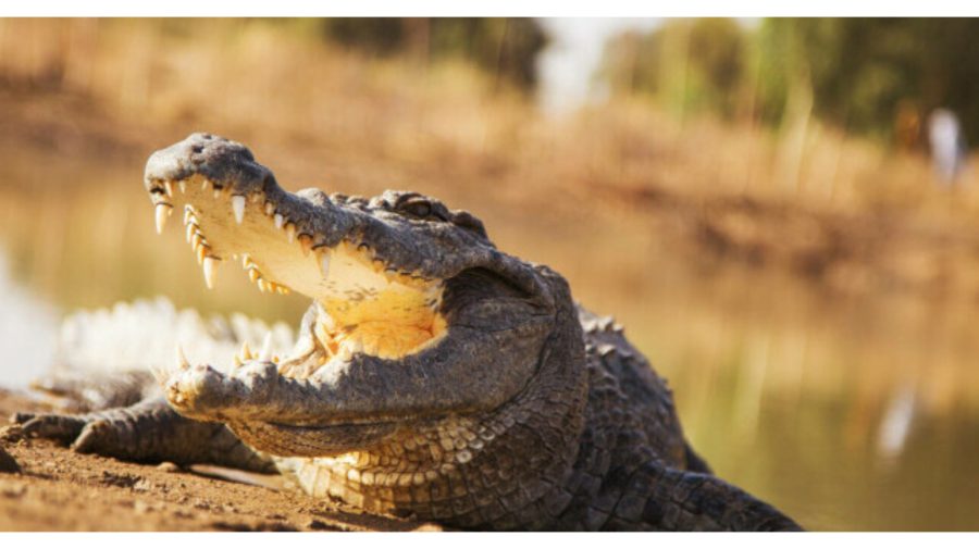 Un bărbat a mușcat din greșeală un crocodil. Ce s-a întâmplat după