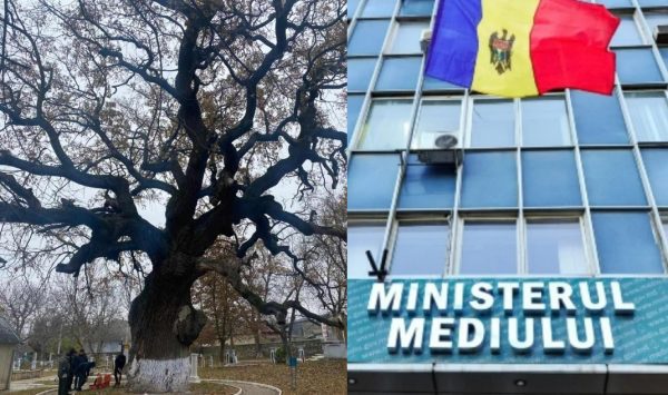 Ministerul Mediului confirmă: Stejarul lui Ștefan cel Mare riscă să cadă la pământ. Ce soluții propun