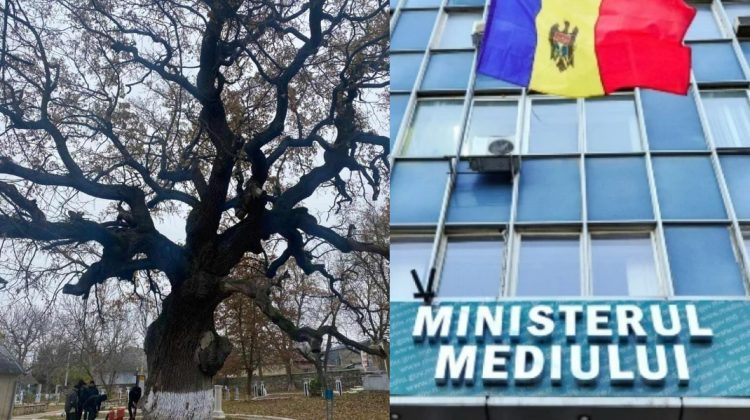 Ministerul Mediului confirmă: Stejarul lui Ștefan cel Mare riscă să cadă la pământ. Ce soluții propun