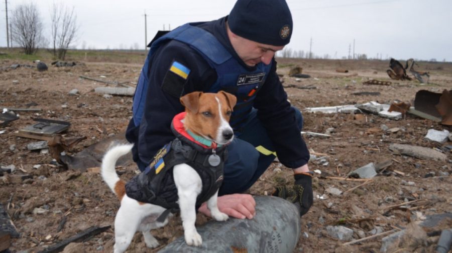 VIDEO TikTok-ul ucrainean este plin de cântece despre câinele „Glonț” care detectează minele lăsate de ruși