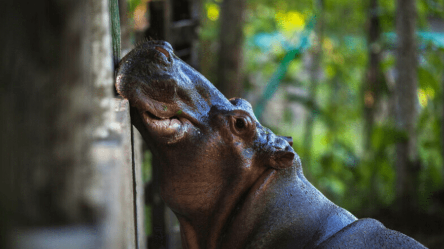 De ce vor autoritățile din Columbia să omoare hipopotamii lui Pablo Escobar