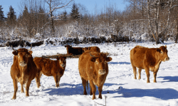 Cum să protejăm animalele pe timpul iernii? ANSA vine cu un șir de recomandări