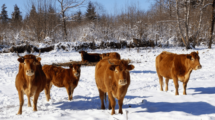 Cum să protejăm animalele pe timpul iernii? ANSA vine cu un șir de recomandări