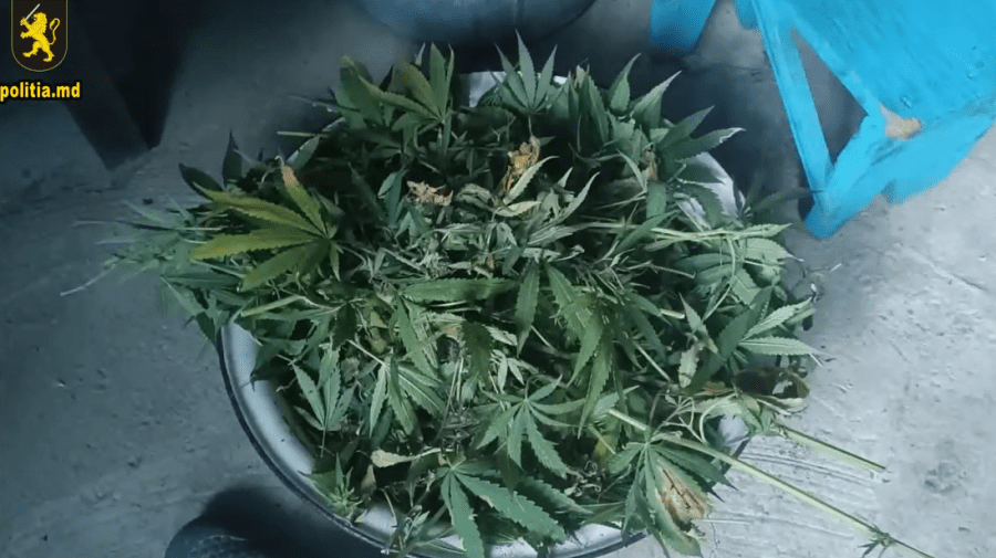 VIDEO Plante de cânepă și marijuana – găsite la Etulia. În gospodăria cui au fost făcute percheziții