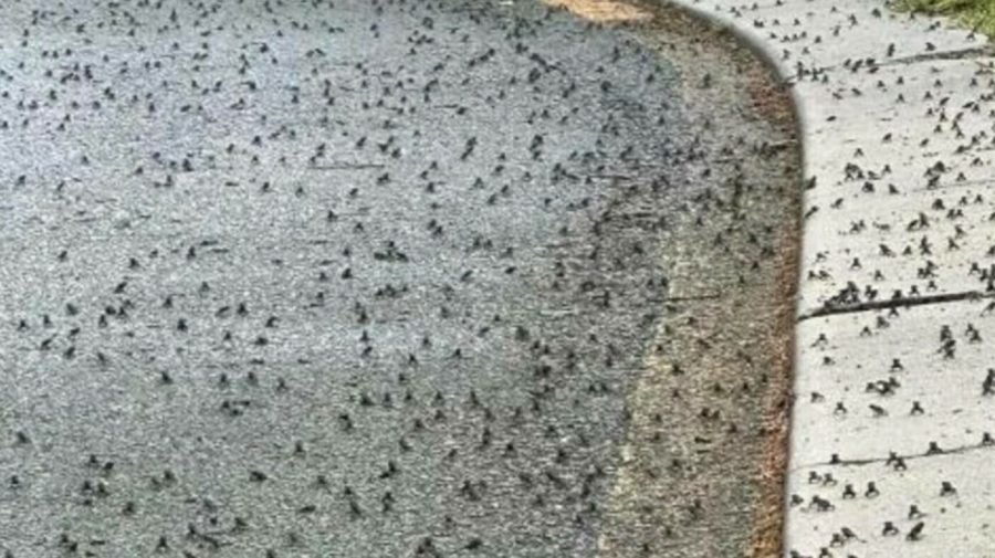 Creaturile care au invadat un oraș întreg. Au apărut cu miile pe străzi