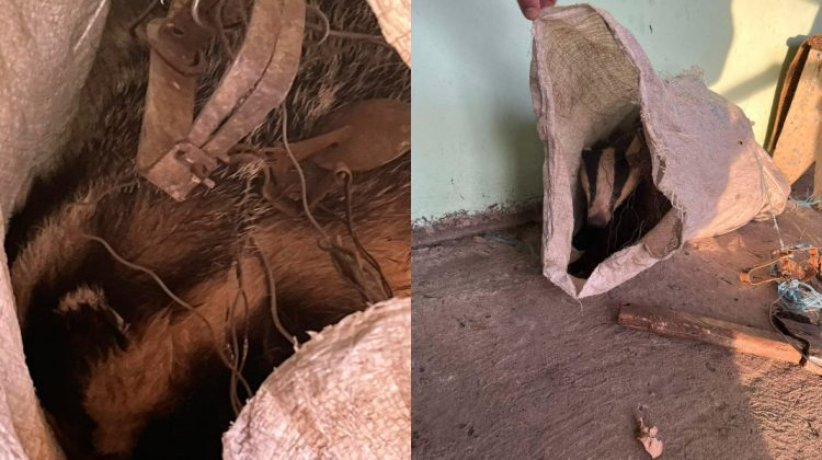 Operațiunea „Bursucul”: Imagini emoționante cu un animal ținut captiv