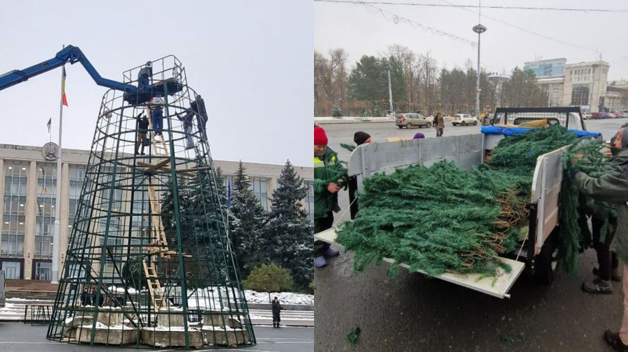 VIDEO Sărbătorile vin! În PMAN, muncitorii de la Spații Verzi continuă să instaleze principalul pom de Crăciun