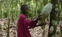 „Gigantul Mars folosește cacao recoltată în Ghana de copii de 5 ani”. Reacția companiei americane de dulciuri