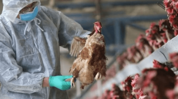 Risc de gripă aviară în Moldova? Recomandările ANSP pentru cetățeni