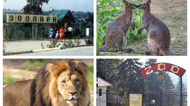 FOTO „Grădina Zoologică” din Chișinău – unica instituție de profil din țară. Ce trebuie să știi despre ea