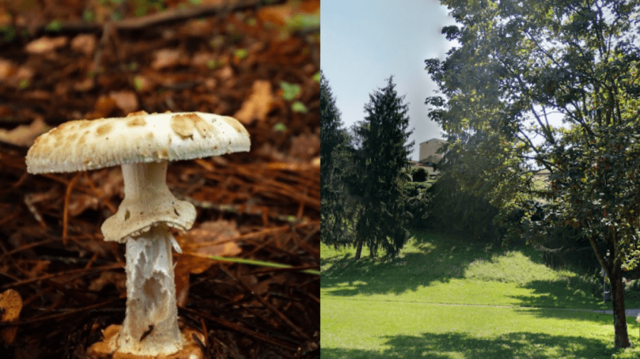 O moldoveancă s-a otrăvit în Italia cu ciuperci pe care le-a cules într-o pădurice. Cum s-a salvat?