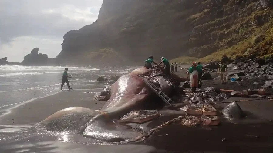 O balenă moartă a fost descoperită pe țărmurile din La Palma. Ce comoară a fost găsită în stomacul mamiferului