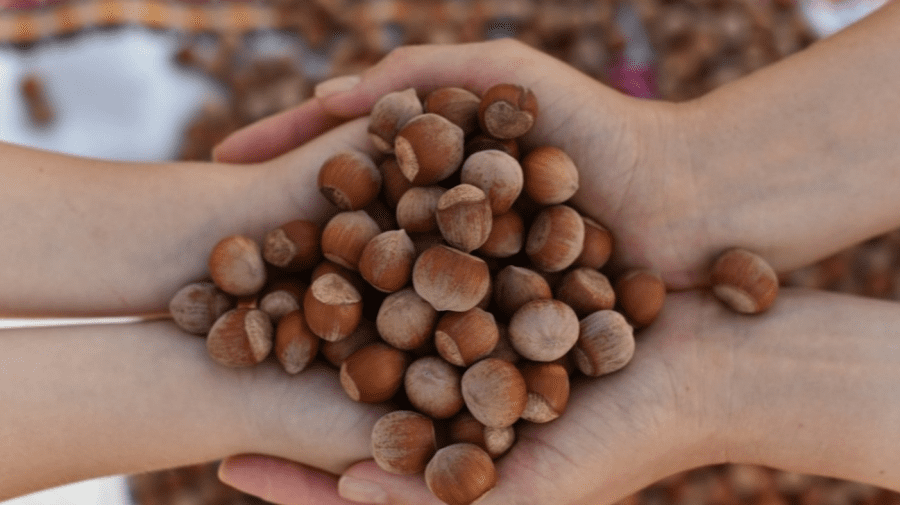 Alunele moldovenești, exportate în Italia. Câte tone au fost în primul camion