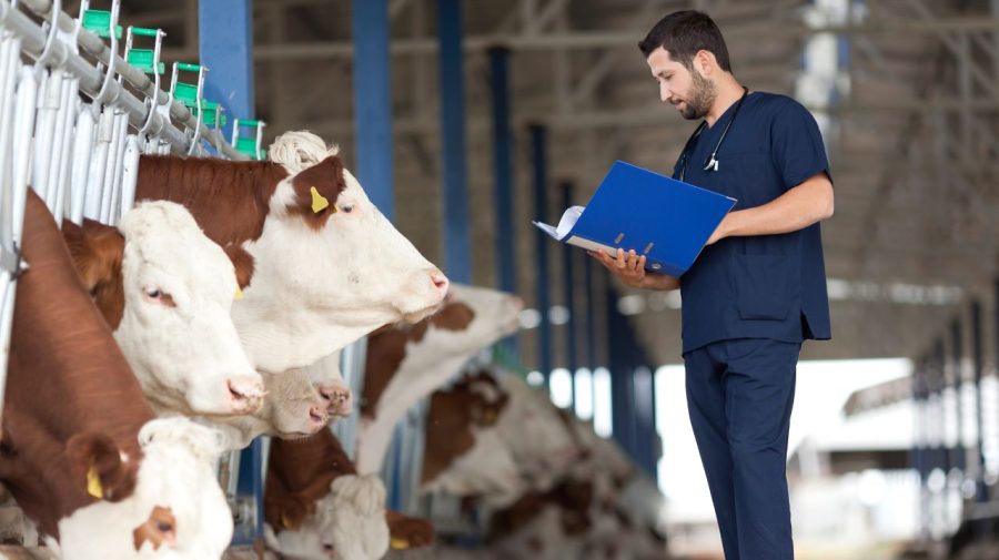 Noul regulament a intrat în vigoare! Facilitățile de care vor beneficia tinerii veterinari, începând cu anul 2024