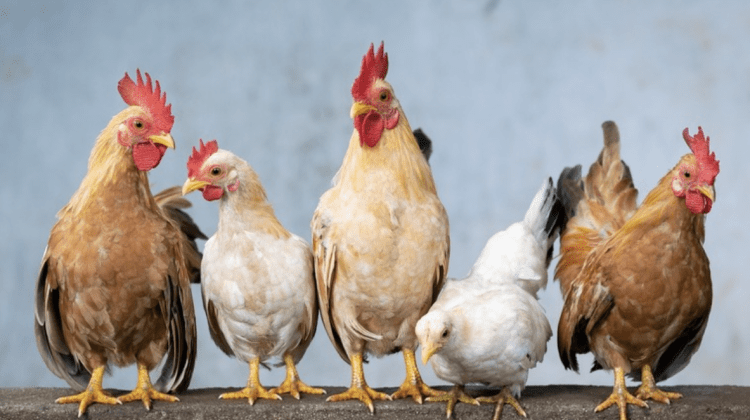 Cinci focare de gripă aviară, înregistrate în Moldova. Ce măsuri au fost luate în localitățile vizate