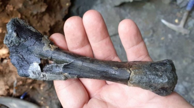 Schelete de dinozauri unici în lume, descoperite în România, țara vecină cu Republica Moldova