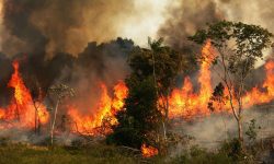 Aproape 3.000 de incendii de pădure în Amazonia. Este un record de la începutul înregistrărilor, în 1999