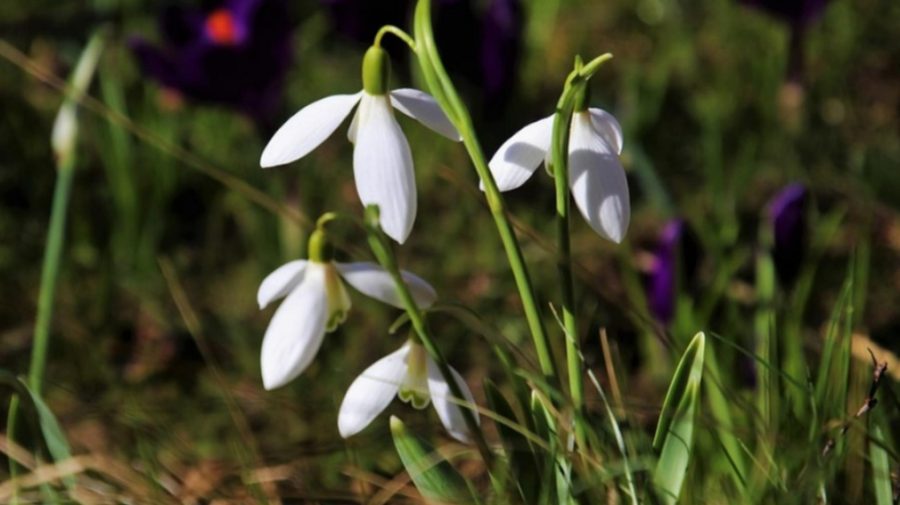 Primăvara a sosit! Meteorologii au anunțat care sunt temperaturile de 1 martie