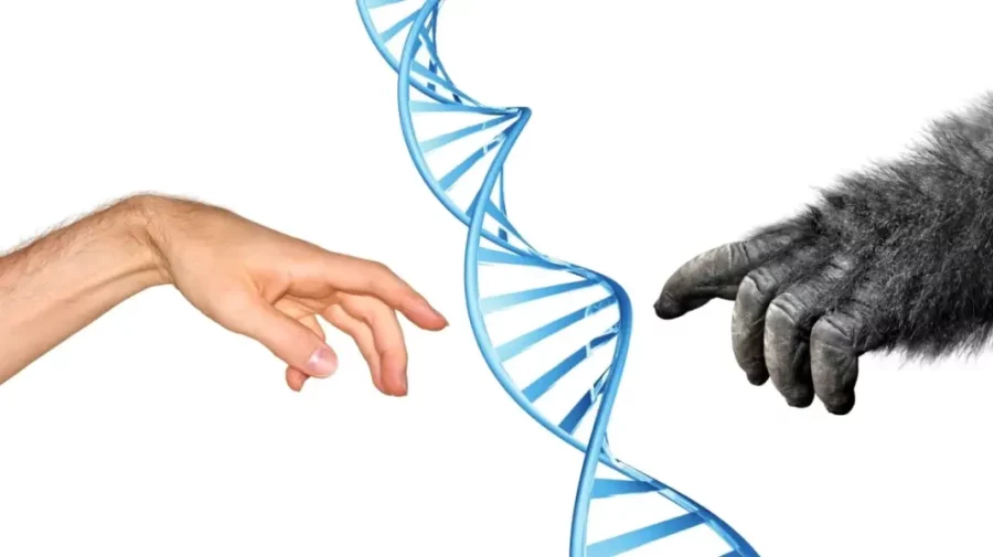 De ce oamenii din preistorie și-au pierdut coada în timpul evoluției? Studiul cercetătorilor americani
