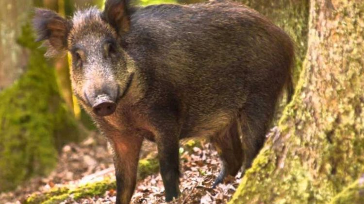 Un caz de pestă porcină africană la mistreț, depistat într-o localitate din Cahul. Specialiștii ANSA oferă detalii