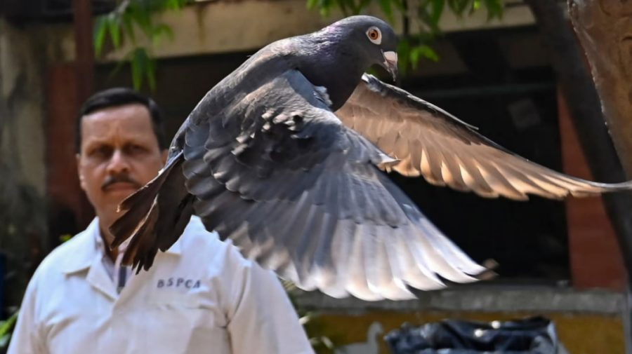 Un porumbel a fost eliberat după opt luni de detenție în India. Era suspectat de spionaj