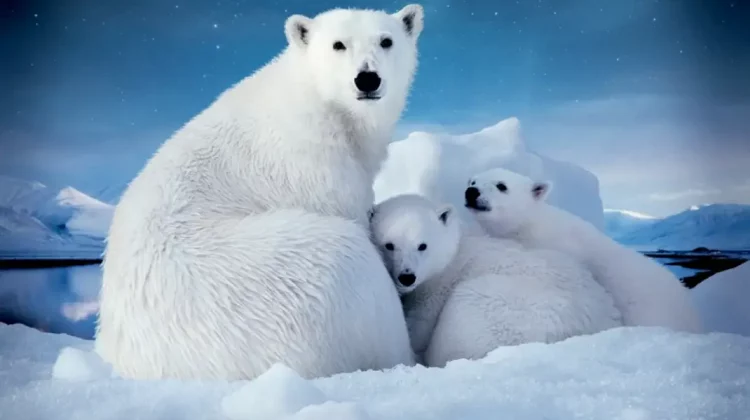 Urșii polari, amenințați de foamete, pe măsură ce gheața se topește. Cum se adaptează schimbărilor climatice