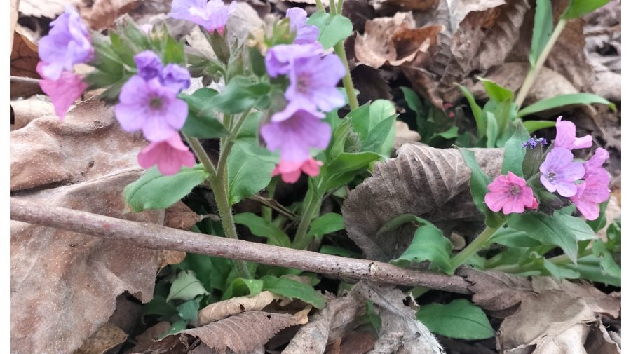 FOTO Primăvara a colorat nordul Moldovei! Tablou surprinzător într-o pădure din Soroca