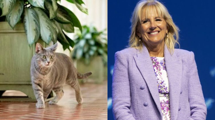 Jill Biden lansează o carte despre pisica de la Casa Albă. Când iese de sub tipar?