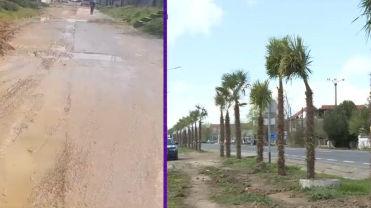 Primarul care a plantat palmieri pe marginea drumului comunei care nu are asfalt. Așa a văzut în vacanțe și i-a plăcut!