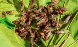 Americanii, speriați de o invazie a cicadelor! O boală cu transmitere sexuală transformă insectele în „zombi”