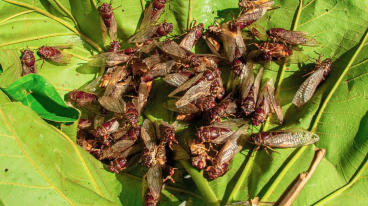 Americanii, speriați de o invazie a cicadelor! O boală cu transmitere sexuală transformă insectele în „zombi”