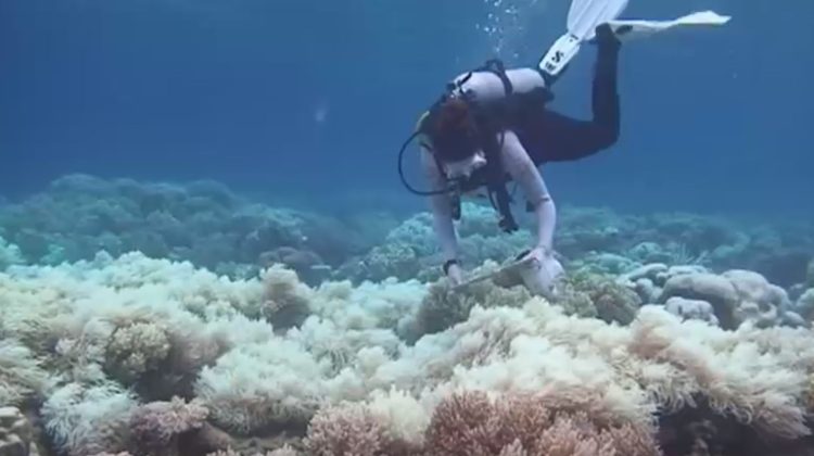 „Un incendiu subacvatic” masiv se întâmplă în oceane. Experții avertizează întreaga omenire