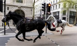 Doi cai care alergau la galop prin centrul Londrei, au făcut potop. Patru persoane au fost rănite