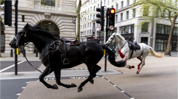 Doi cai care alergau la galop prin centrul Londrei, au făcut potop. Patru persoane au fost rănite