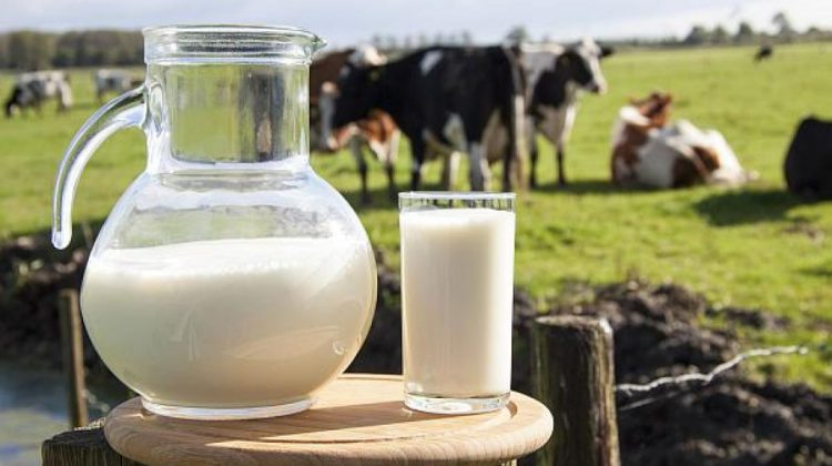 Peste 180 de cereri au fost depuse la AIPA pentru subvenții la lapte