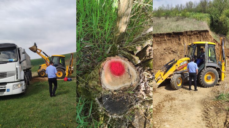 Copaci tăiați și argilă extrasă ilegal, la Drochia. Au fost aplicate amenzi