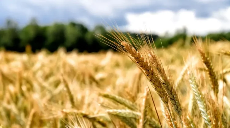 Prețul grâului trece printr-un carusel neobișnuit. Care sunt estimările pentru această vară?