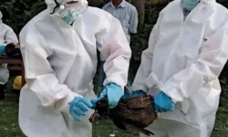 OMS: Riscul infectării oamenilor cu gripa aviară este o „preocupare enormă”. Rata mortalității, extraordinar de mare