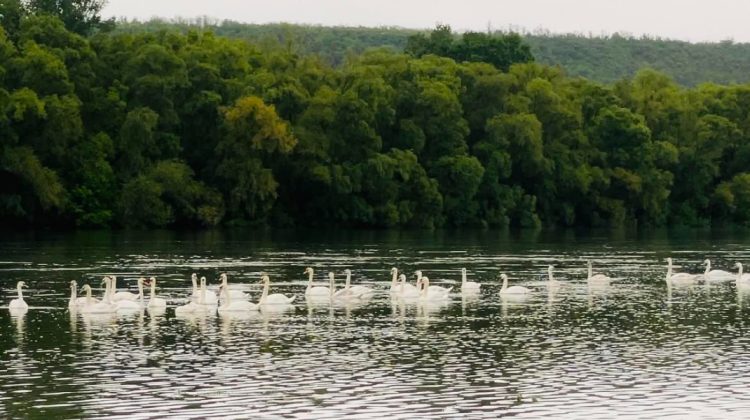 VIDEO spectaculos! Un cârd de lebede, surprins cum plutesc grațios pe un râu din Moldova