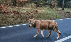 Primarul vrea să salveze lupul filmat pe Drumul de Poiană în România. Unde ar putea ajunge animalul