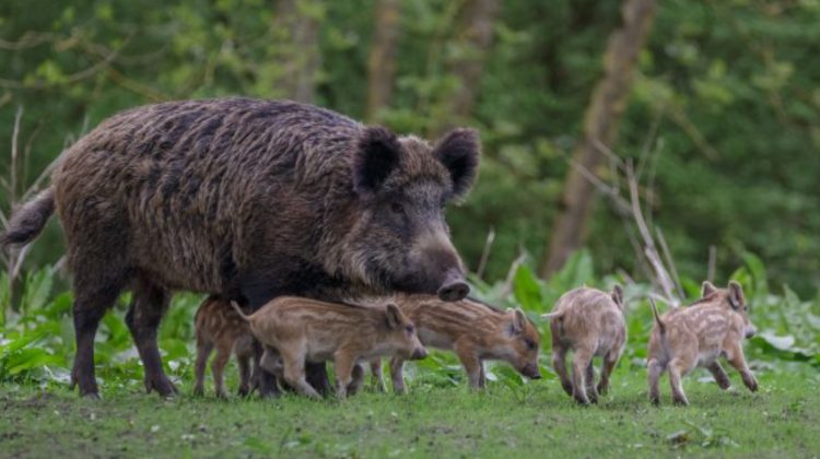 Caz de pestă porcină africană la mistreț, înregistrat în Moldova. Precizările ANSA