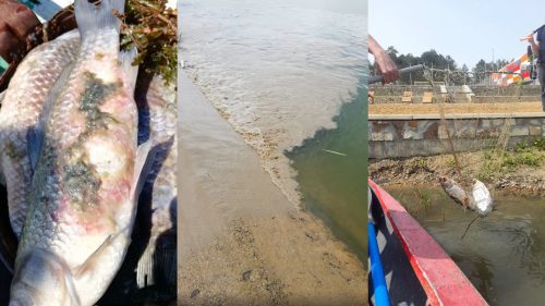 Pești morți, găsiți în lacurile din parcurile „La Izvor” și „Valea Morilor”. Ce spun responsabilii despre fenomen