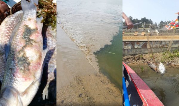 Pești morți, găsiți în lacurile „La Izvor” și „Valea Morilor”. Ce spun responsabilii despre fenomen