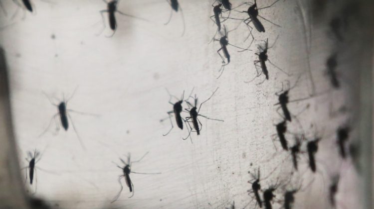 Mai mult de jumătate din populația lumii s-ar îmbolnăvi de malarie și febră dengue până la finalul secolului