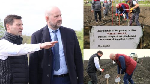 FOTO „Acești butași au fost plantați de către Vladimir Bolea!” Vicepremierul și-a petrecut ziua la Cricova
