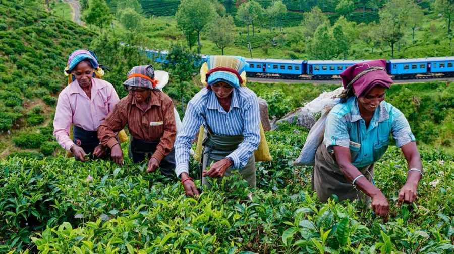 Producătorii de ceai din Sri Lanka anunță scumpiri cu 45%