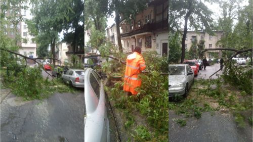 Ploaia de seara trecută a făcut ravagii în Chișinău. Mai mulți copaci au fost rupți și doborâți la pământ